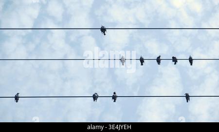 Vögel, die auf getrennten Stromleitungen sitzen, schaffen ein soziales Distanzierungs-Konzept gegen den Himmel Stockfoto