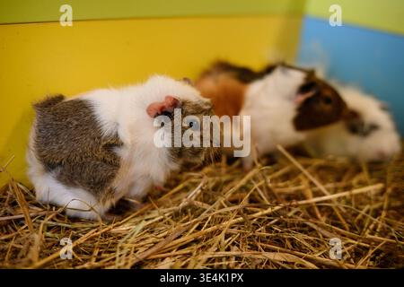 Gruppe von Meerschweinchen, die auf Heu im Käfig ruhen. Cavia porcellus. Meerschweinchen-Gärtnerei. Stockfoto