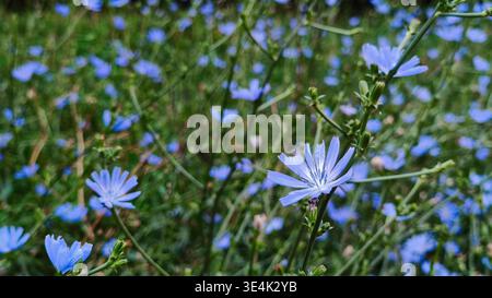 Ein Nahaufnahme-Naturfoto zeigt mehrere leuchtend blaue Zichorienblüten. Eine Blume in der Mitte rechts im Vordergrund ist scharf fokussiert, während OT Stockfoto