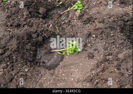 Junge Tomatensämlinge, die in den Frühlingsboden gepflanzt werden sollen. Die Pflanzen stammen aus fruchtbarem Gartenboden, was den Beginn der Wachstumsperiode markiert. Tomatensprossen versprechen Futu Stockfoto
