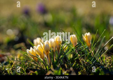 Crocus chrysanthus „Cream Beauty“ blüht im warmen Sonnenlicht, zarte blassgelbe Frühlingsblüten aus frischem grünen Gras. Stockfoto
