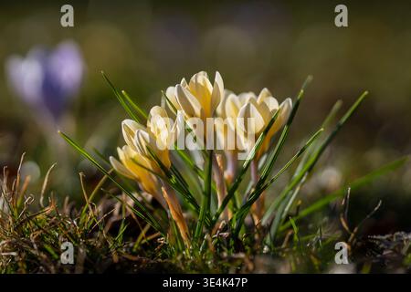 Crocus chrysanthus „Cream Beauty“ blüht im warmen Sonnenlicht, zarte blassgelbe Frühlingsblüten aus frischem grünen Gras. Stockfoto