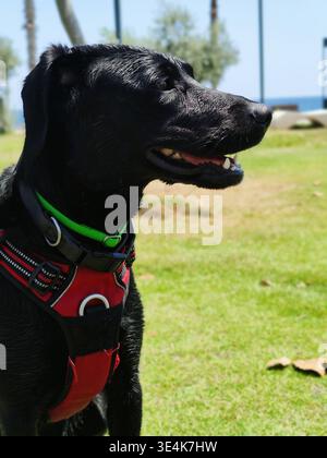 Ein Nahaufnahme-Foto, das ein wunderschönes schwarzes Labrador-Profil aufnimmt. Der Hund ist wachsam und glücklich, trägt ein mehrschichtiges grünes Halsband und eine rote Harne Stockfoto