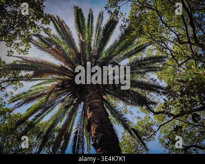 Blick nach oben auf eine hohe Palme, die von üppig grünem Laub umgeben ist, vor einem hellen, teilweise bewölkten blauen Himmel. Stockfoto