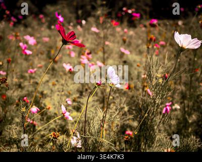 Farbenfrohe Kosmos-Wildblumen auf einer hellen Wiese schaffen eine lebendige und belebende Natur im Frühling und Sommer Stockfoto