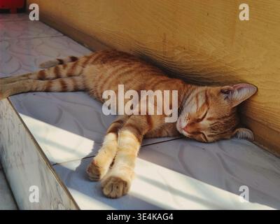 Eine Nahaufnahme einer jungen, orangen Tabbykatze, die friedlich schläft, ausgespannt auf hellgrauen Fliesen. Natürliches Sonnenlicht strömt von der Seite, beleuchtet Stockfoto