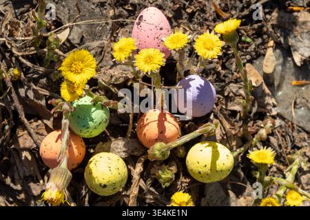 Farbenfrohe Ostereier in verschiedenen Pastelltönen sind zwischen hellgelben Blumen und getrockneten Blättern angeordnet und schaffen eine festliche Frühlingsdekoration Stockfoto