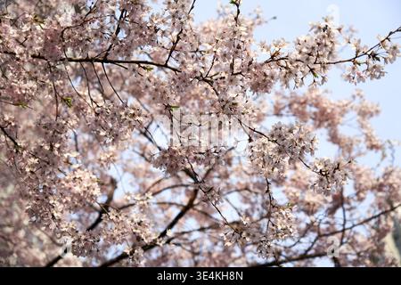 Schöne blassrosa Kirschblüten blühen auf dunklen Zweigen vor einem klaren blauen Himmel in Seoul, Südkorea, während der Hochsaison des Frühlings, gefangen Stockfoto