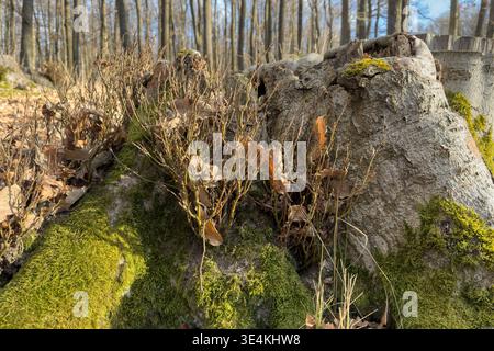 Moos und kleine Pflanzen gedeihen auf einem alten Baumstumpf im Wald. Die Natur gewinnt das, was übrig geblieben ist, und zeigt Widerstandskraft und den Lebenskreislauf im Wald Stockfoto