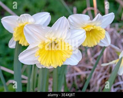 Wilde Narzissen, Narcissus pseudonarcissus, in einem Garten Stockfoto