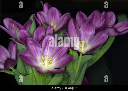 Eine Nahaufnahme leuchtender violetter Tulpen mit gelben Staubblättern, deren Blütenblätter sich entfalten, um ihre zarte Schönheit zu enthüllen. Das Bild erfasst die Essenz o Stockfoto