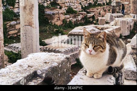 Eine bezaubernde, auf Augenhöhe stehende Aufnahme einer Tabby und weißen Katze, die ruhig auf einem verwitterten Marmorblock sitzt. Der Hintergrund zeigt die Ruinen eines anc mit weichem Fokus Stockfoto