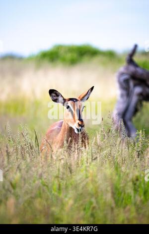 Antilope Ruht Im Großen Gras, Goldenes Morgenlicht, Verschwommene Skulptur-Silhouette Dahinter, Wachsame Augen, Stockfoto