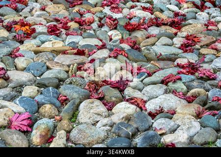 Gefallene rote Blätter verstreut über Steinkiesel und kleine Felsen. Stockfoto