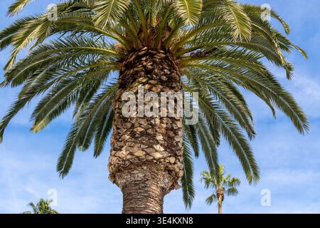 Eine hohe Palme erhebt sich mit einem strukturierten Stamm und langen grünen Wedeln, die sich über einem klaren blauen Himmel ausbreiten. Stockfoto