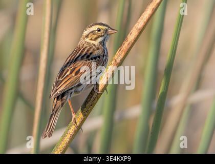 Nahaufnahme eines wilden Savannah-Spatzes (Passerculus sandwichensis) auf Schilf, Florida, USA Stockfoto