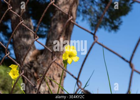 Eine einzelne gelbe Blume erhebt sich hinter einem rostigen Maschendrahtzaun, mit einem Baumstamm und einem klaren blauen Himmel, der sanft verschwimmt. Stockfoto