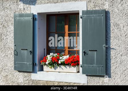 Das sonnendurchflutete Hausfenster wird von grauen Fensterläden und einem Pflanzgefäß mit roten und weißen Blumen an einer strukturierten Außenwand eingerahmt. Stockfoto