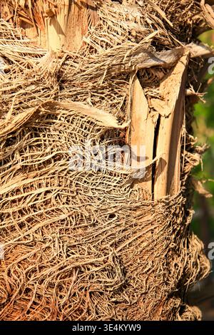 Detaillierte Nahaufnahme von rauer Palmenrinde mit faseriger Textur und warmen Erdtönen, die natürliche Muster und organische Struktur im Sonnenlicht zeigt. Stockfoto