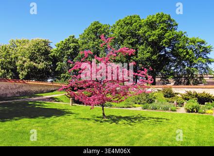 Rosa blühender Baum in der Landschaft des Sunny Green Parks. Schöner rosa blühender Baum in einem üppig grünen Park unter hellem Sonnenlicht. Ideal für Frühling und Natur Stockfoto