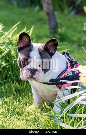 Französische Bulldogge (Frenchie) im Gurtzeug in einem Frühlingsgarten, mit Narzissen im Rahmen. Stockfoto
