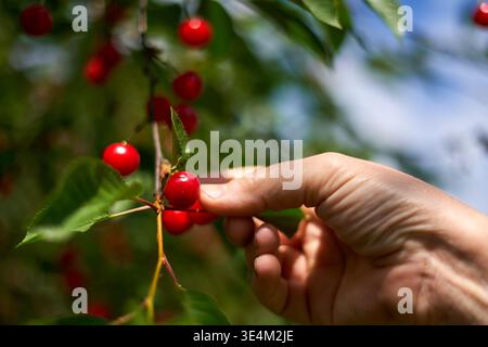 Nahaufnahme einer Person, die bei hellem Sonnenlicht reife rote Kirschen von einem Baumzweig pflückt. Das Bild zeigt leuchtende rote Kirschen mit Stockfoto