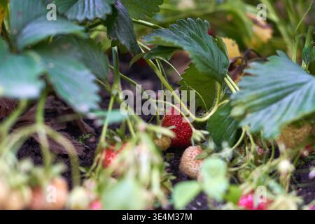 Aus nächster Nähe sehen Sie Erdbeerpflanzen (Fragaria), die im Gartenboden wachsen, mit leuchtend Reifen roten Erdbeeren neben unreifem Grün und weiß Stockfoto