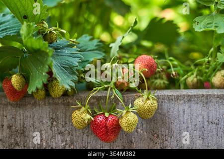 Nahaufnahme von Erdbeerpflanzen mit Reifen roten Erdbeeren und unreifen grün-gelben Erdbeeren, die über einem Betonbeet hängen. Üppig Stockfoto