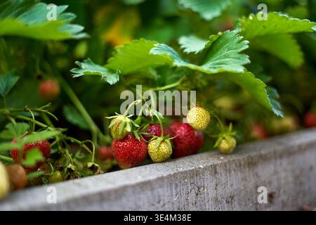Nahaufnahme von Erdbeerpflanzen, die Früchte in verschiedenen Reifestadien tragen. Mehrere reife rote Erdbeeren mit sichtbaren Aschenkernen (Samen) und Stockfoto