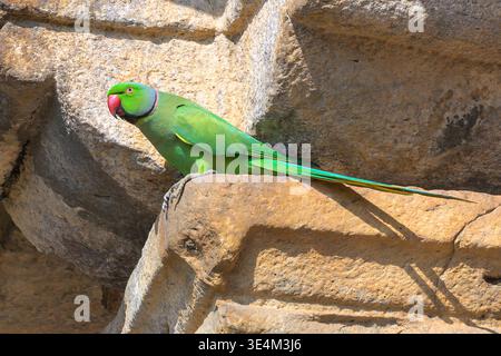 Rosensittich (Psittacula krameri borealis) aus Neu-Delhi, Indien. Stockfoto