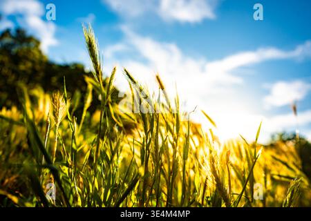 Sonnendurchflutetes Gerstengras auf Wiese, warme Landschaft Natur aus nächster Nähe, Brandenburg, Deutschland Stockfoto