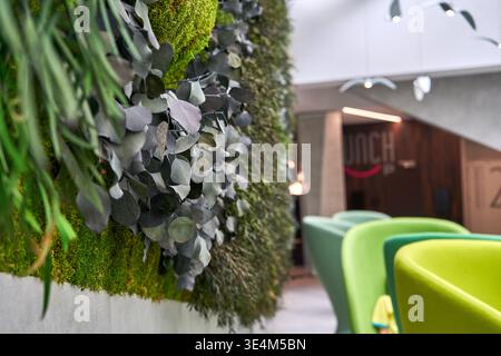 Aus nächster Nähe sehen Sie eine üppige Wohnwand oder eine vertikale Garteninstallation mit verschiedenen grünen Pflanzen wie Moos und silbrig-grünem Eukalyptus Stockfoto