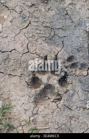 Der Tierpfotendruck ist in trockenem, zerrissenem Schmutz eingeprägt und zeigt die Verfolgung von Wildtieren Stockfoto