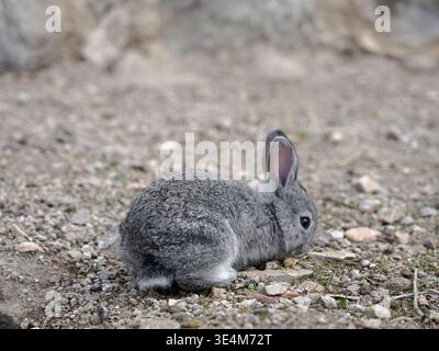 Ein kleines graues Wildkaninchen sitzt auf felsigem, trockenem Boden im Osten Anatoliens Stockfoto