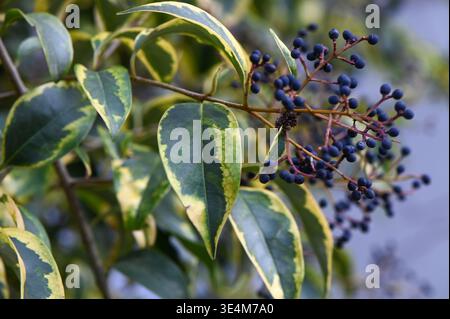 Nahaufnahme von Ligustrum lucidum, allgemein bekannt als Hochglanzprivet, mit seinen glänzenden grünen Blättern und seinem dichten Laub. Perfekt für botanische Fotografie Stockfoto