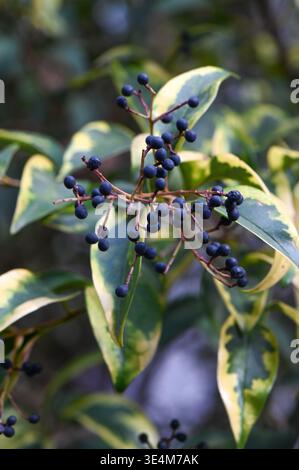 Ligustrum lucidum, auch bekannt als Hochglanz, ist ein immergrüner oder halbimmergrüner Sträucher, der häufig in Ziergärten und Landschaftsgärten verwendet wird. Erfassen Stockfoto