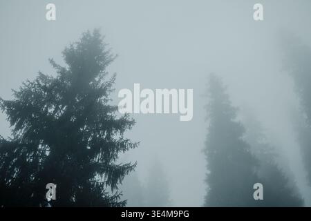 Geheimnisvoller Nebelwald mit Kiefern in der Nebelatmosphäre der Schönheit der Natur Stockfoto