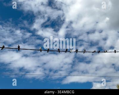 Vögel auf einer Stromleitung vor blauem, bewölktem Himmel. Flachwinkelansicht Stockfoto