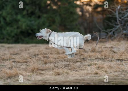 Gelber labrador-Retriever, der schnell auf trockenem Gras läuft Stockfoto