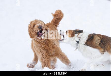 Zwei Hunde spielen im Winterschnee. Stockfoto