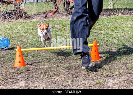 Ein Jack Russell Terrier springt mit seinem Besitzer über eine Barriere Stockfoto