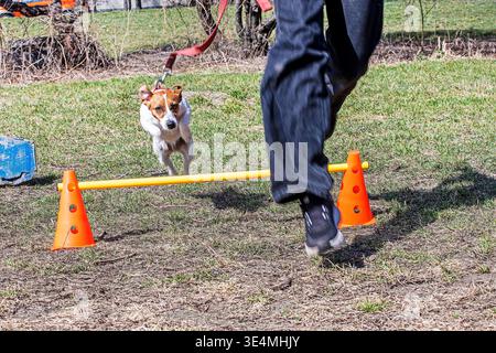 Ein Jack Russell Terrier springt mit seinem Besitzer über eine Barriere Stockfoto