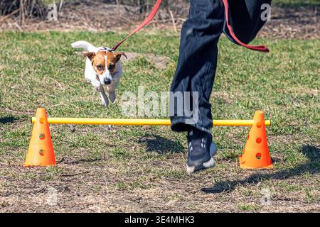 Ein Jack Russell Terrier springt mit seinem Besitzer an einem sonnigen Tag über eine Barriere Stockfoto