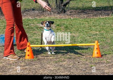 Ein Jack Russell Terrier springt über eine kleine Barriere, um sich an einem sonnigen Tag zu verwöhnen Stockfoto