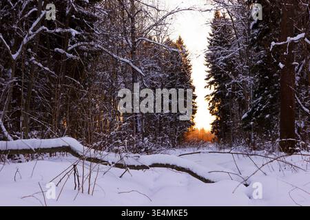 Schneebedeckter Waldweg bei Sonnenuntergang mit Winterbäumen und strahlendem Horizont Stockfoto