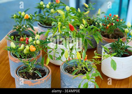Bunte Zierpflanzen in verschiedenen Keramiktöpfen auf einem Holztisch. Kleine rote, orange und gelbe Paprika, die in einem Garten wachsen. Stockfoto