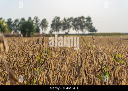 Sojabohnenpflanzen sind trocken und hoch auf einem großen Feld. Die Sonne scheint oben und wirft Licht auf die trockenen Pflanzen und Bäume, die sich im Hintergrund befinden. Stockfoto