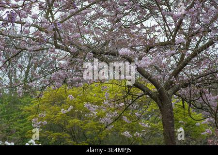 Kirschblüten blühen im März, Regents Park, Springtime, London, England Stockfoto