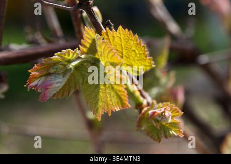 Nahaufnahme junger grüner Traubenblätter, die aus einer Rebe sprießen. Die Blätter sind hell und frisch, was auf die Ankunft des Frühlings hinweist Stockfoto
