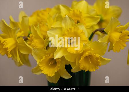 Nahaufnahme Blumenstrauß aus hellgelben Narzissen in einer dunklen Vase vor einem weichen neutralen Hintergrund, Frühlingsstille mit geringer Schärfentiefe. Stockfoto